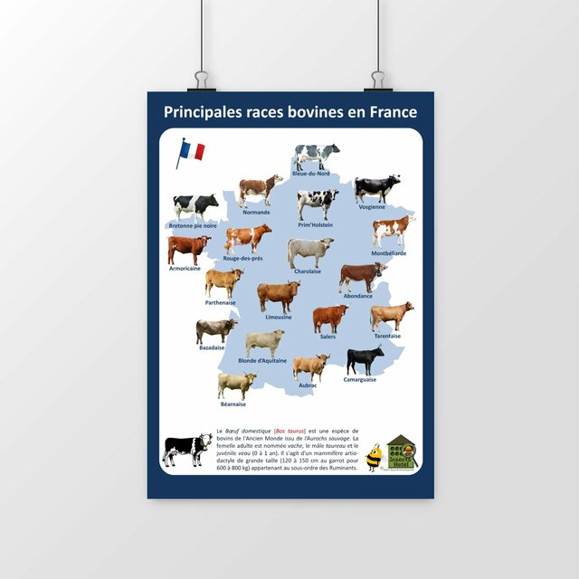 Image front Poster - Principales races bovines en France