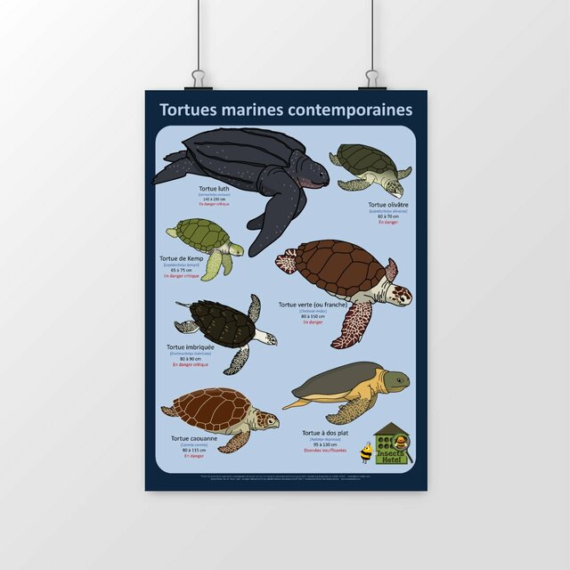 Image front Poster - Tortues marines
