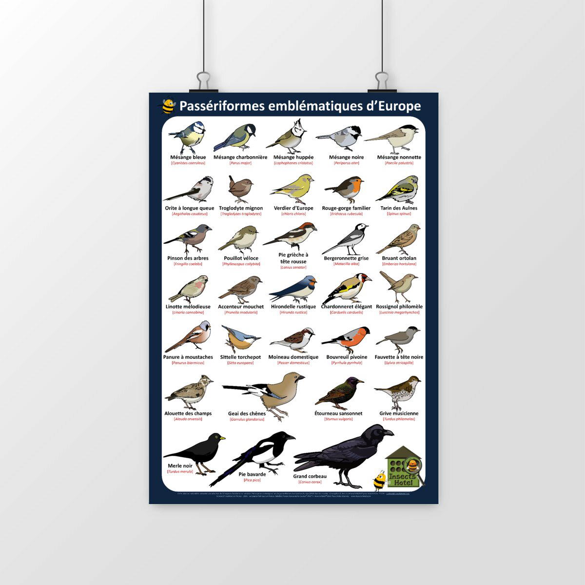 Image front Poster - Passériformes emblématiques d'Europe (Passereaux)