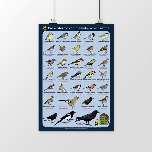 Image front Poster - Passériformes emblématiques d'Europe (Passereaux)