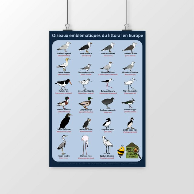 Image front Poster - Oiseaux emblématiques du littoral en Europe