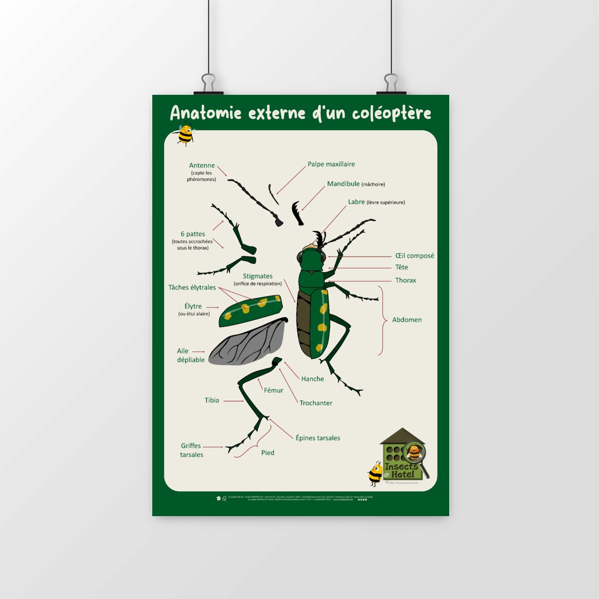 Image front Poster - Anatomie externe d'un coléoptère