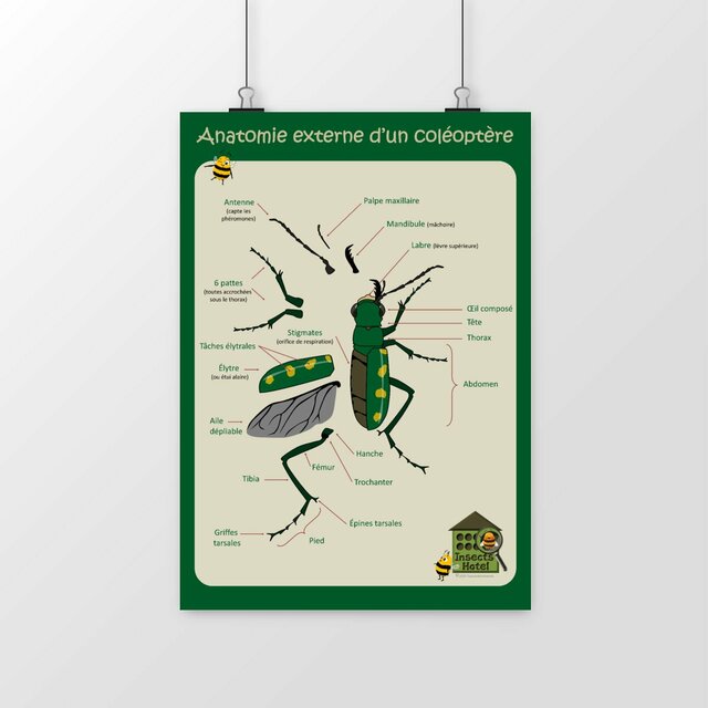 Image front Poster - Anatomie externe d'un coléoptère