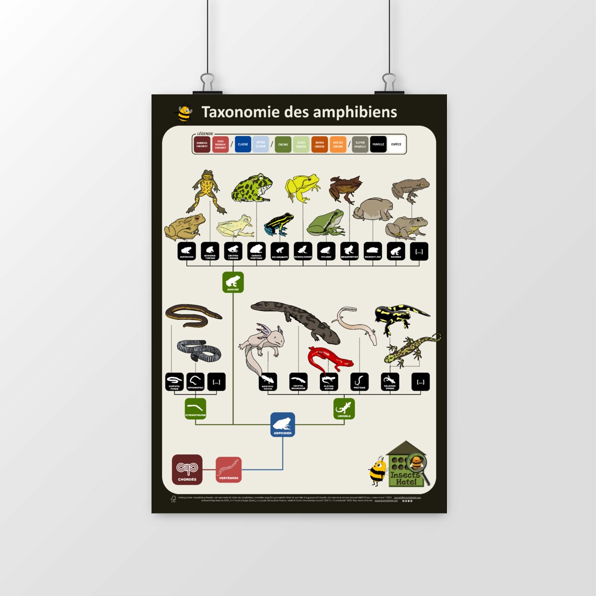 Image front Poster - Taxonomie illustrée des "amphibiens"