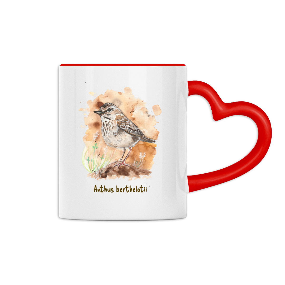 Le Pipit de Berthelot - Image