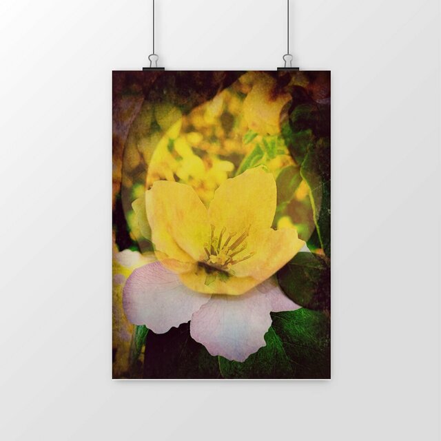 Image front fruit et fleur : affiche Label FSC