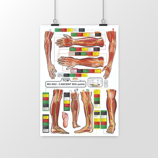 Image front TCM - Five Ancient SHU on muscles
