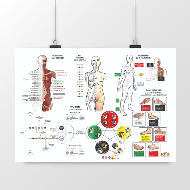 Image front MTC - punti Allarme, Hui, Shu del dorso, punti chiave, 5 elementi e schema meridiani
