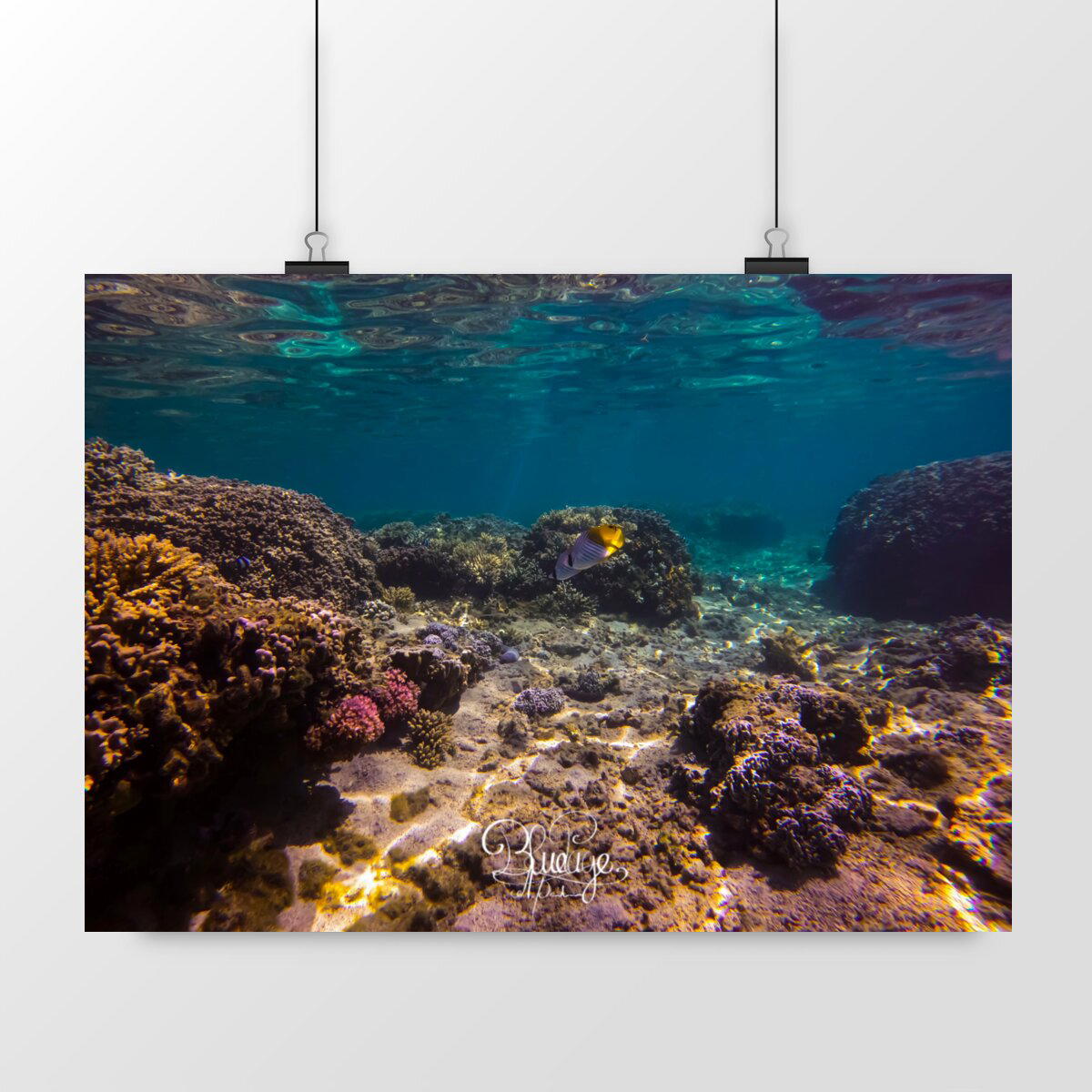 Image front Duo de papillon - lagon La Reunion 