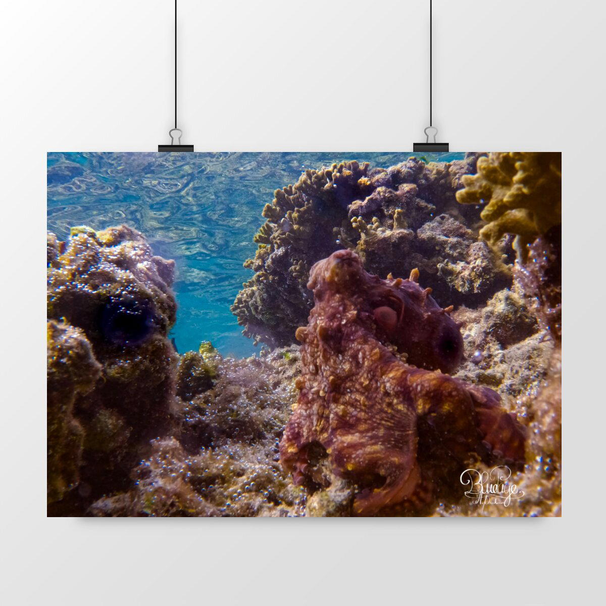 Image front Camouflage de poulpe 