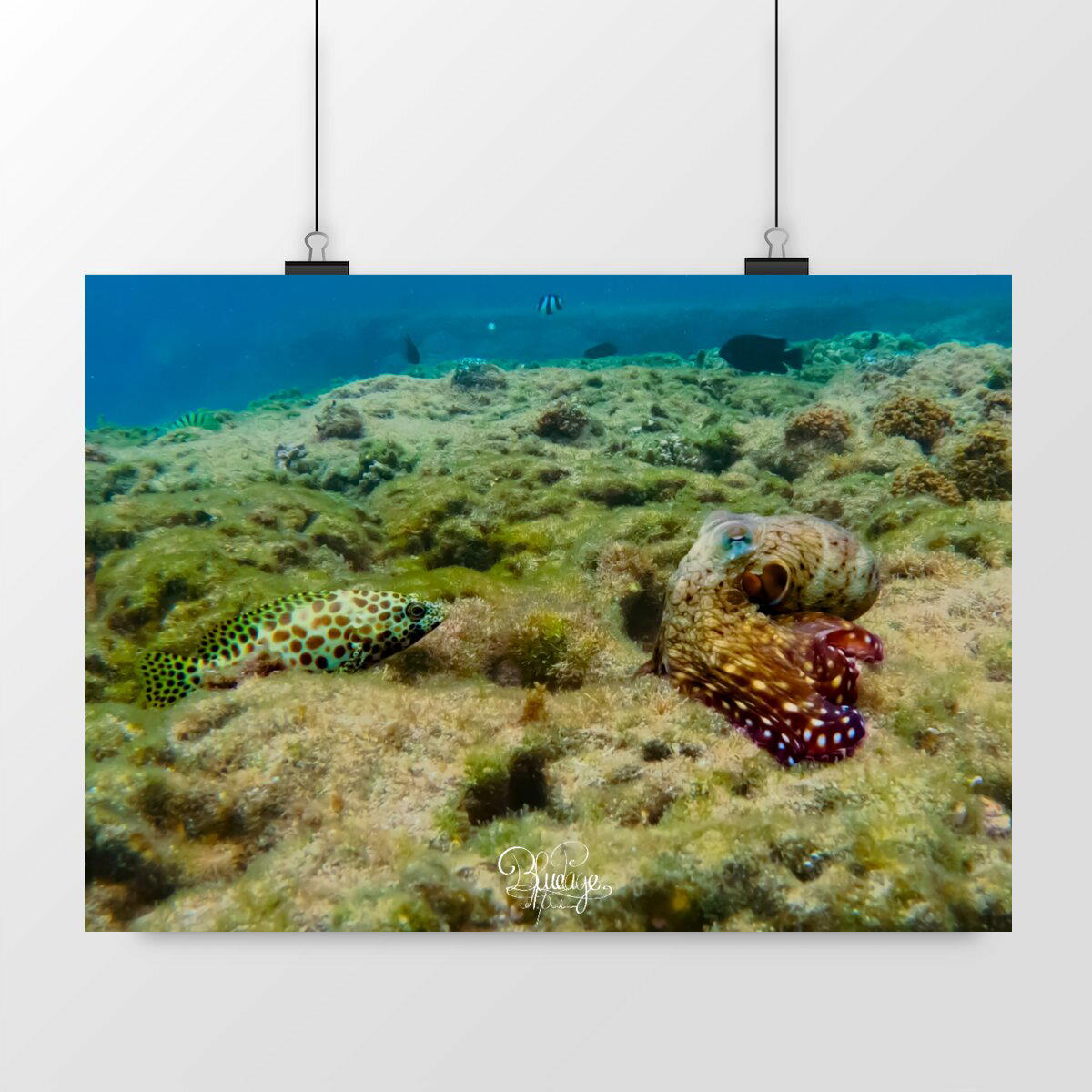 Image front Meilleur amis : mérou, poulpe 