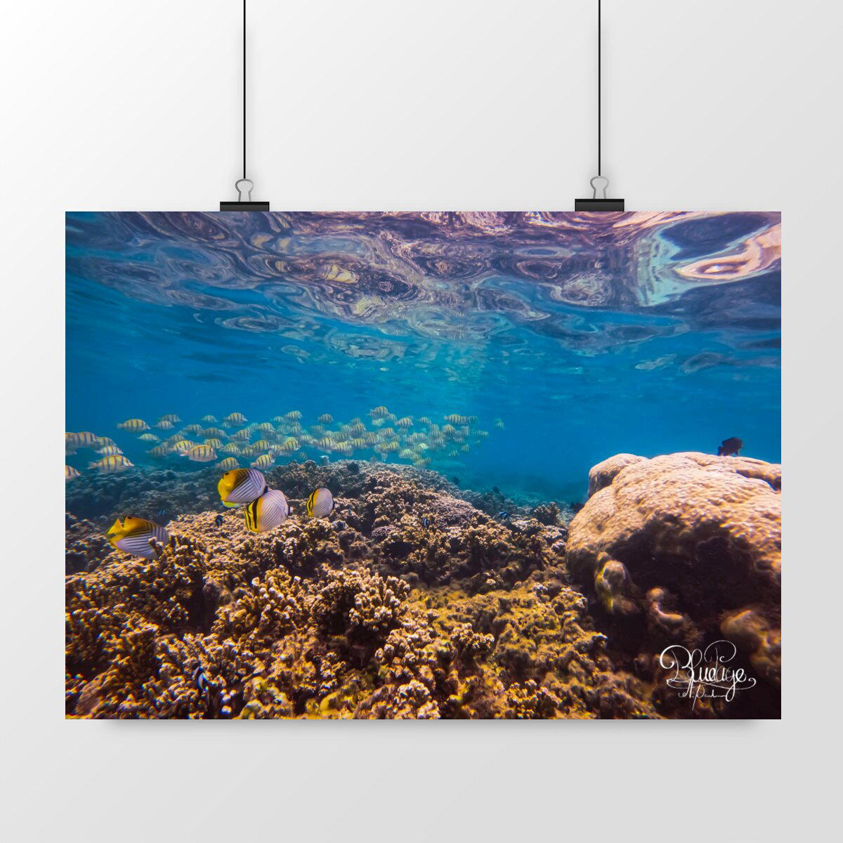 Image front Banc de chirurgien -lagon la Reunion 