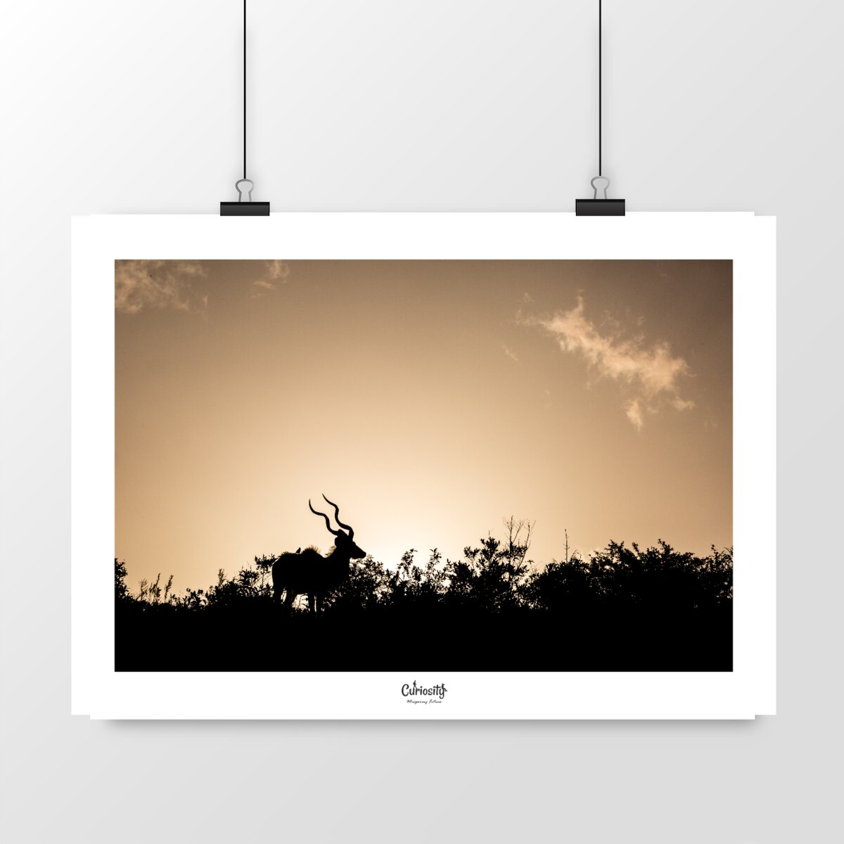 Kudu au coucher de soleil