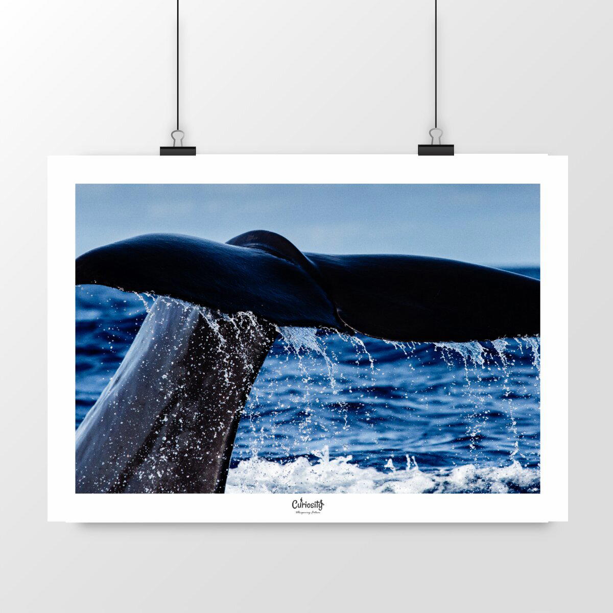 Image back Caudale de Cachalot