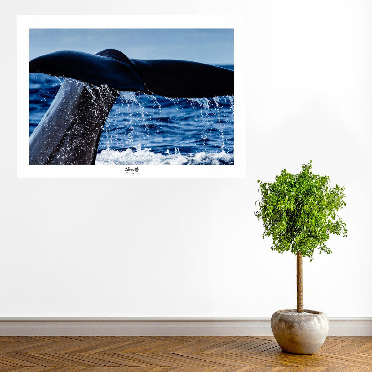 Image front Caudale de Cachalot