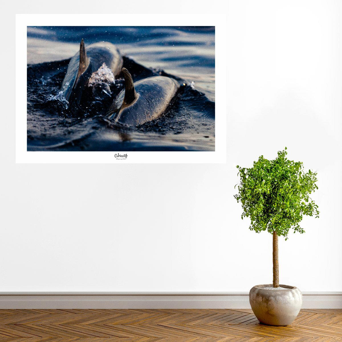 Image front Dauphins tachetés pantropicaux