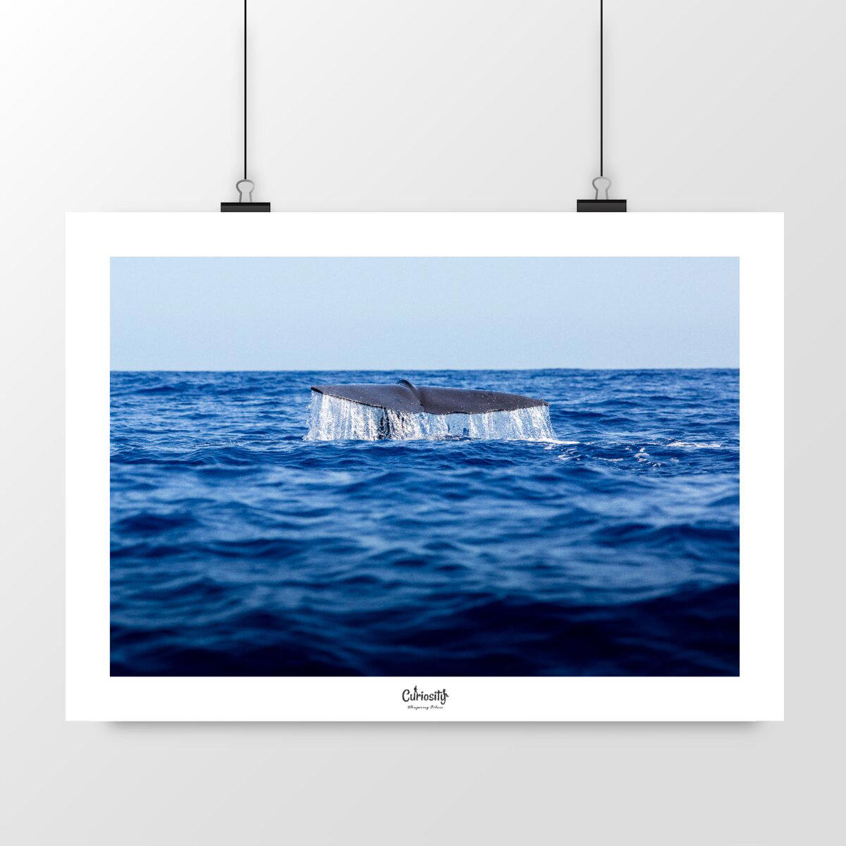 Image front Plongeon du cachalot