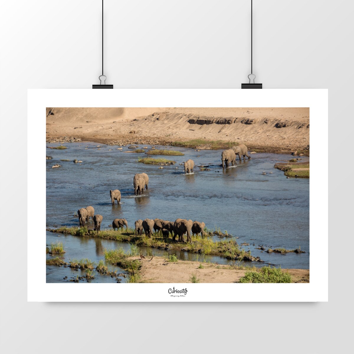 Éléphants traversant une rivière