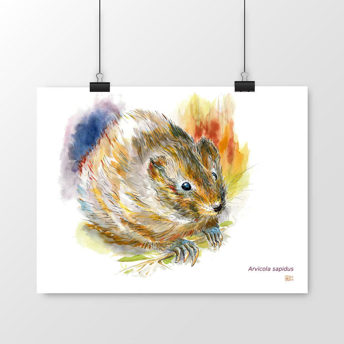 Image front Arvicola sapidus, le poster
