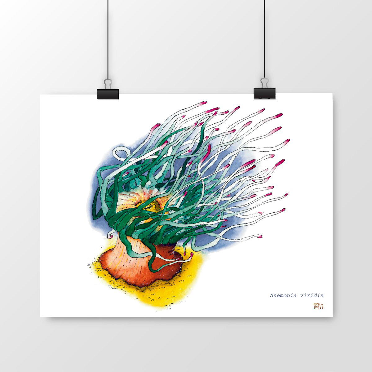 Image front Anemonia viridis, le poster