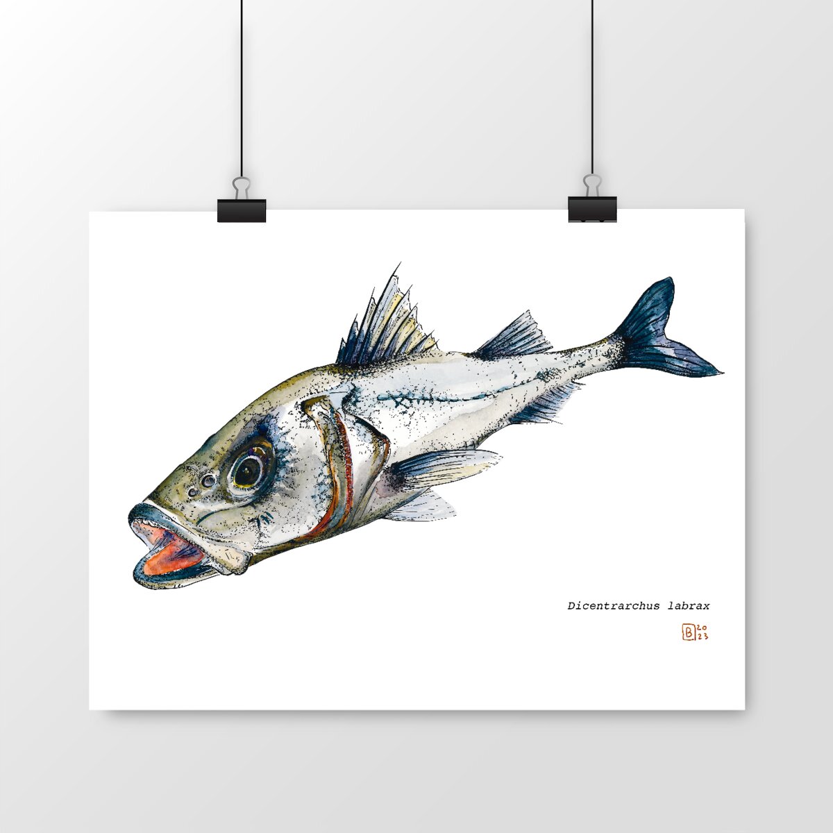 Image front Dicentrarchus labrax, le poster