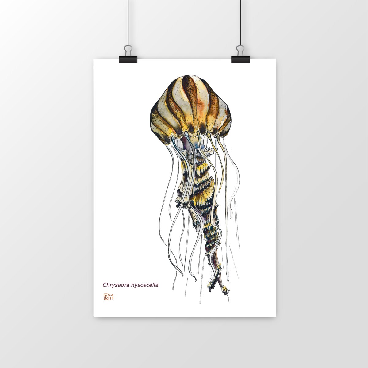 Image front Chrysaora hysoscella, le poster
