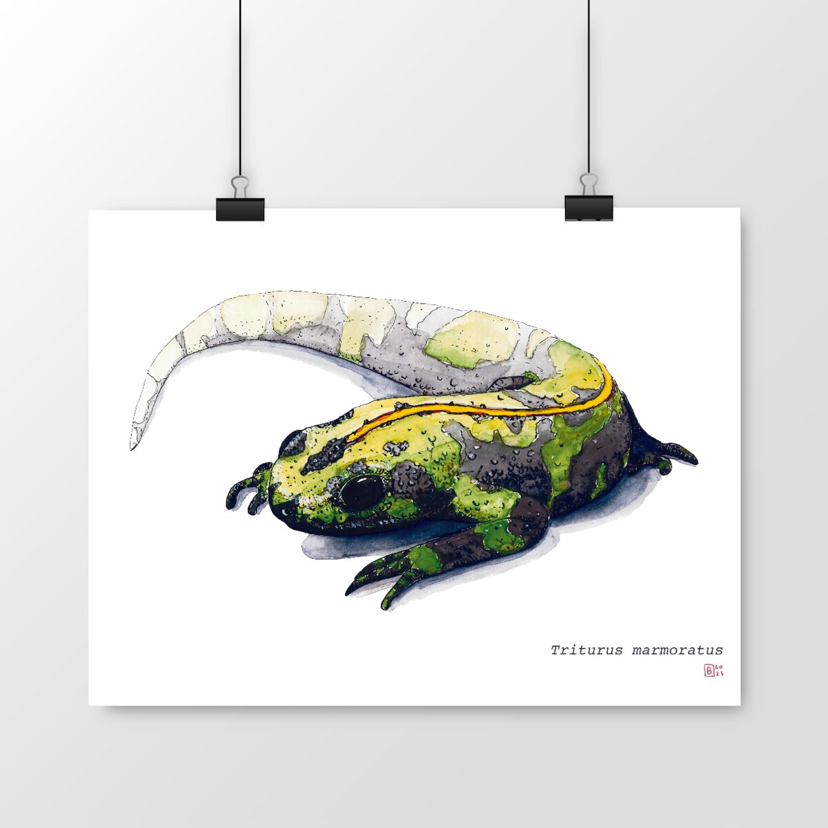 Image front Triturus marmoratus, le poster