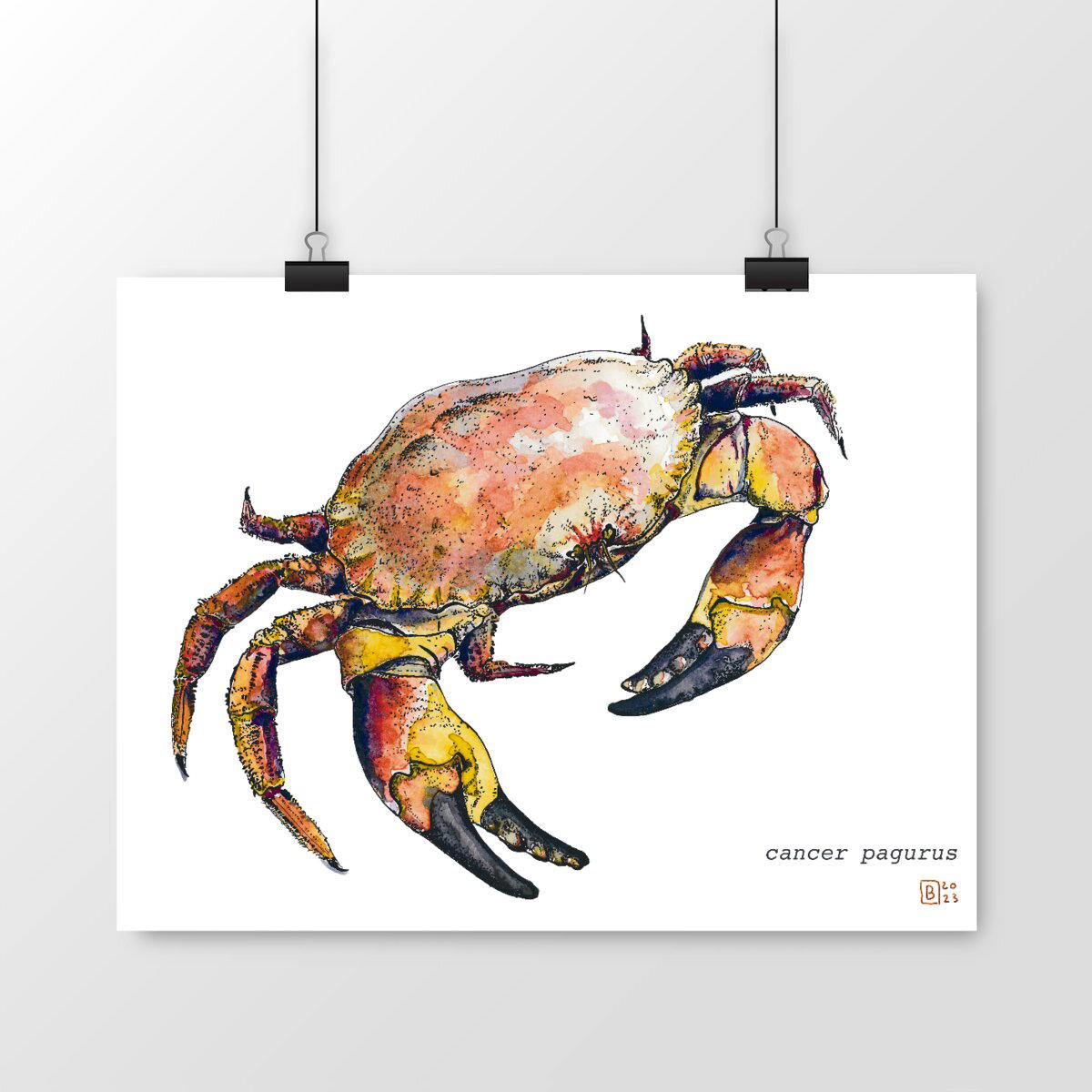 Image front Cancer pagurus, le poster